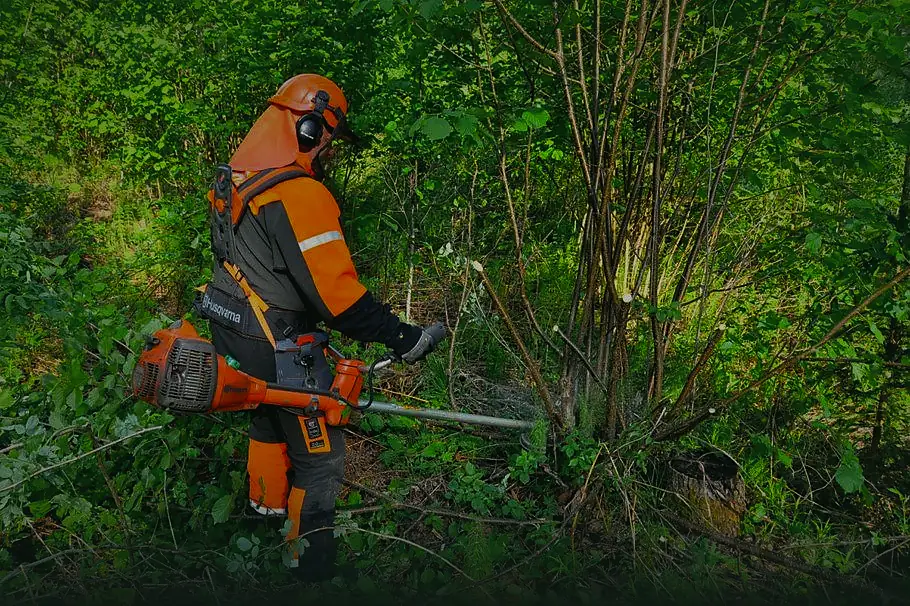 Darbinieks ar krūmgriezi izcērt aizaugušu krūmu biezokni.