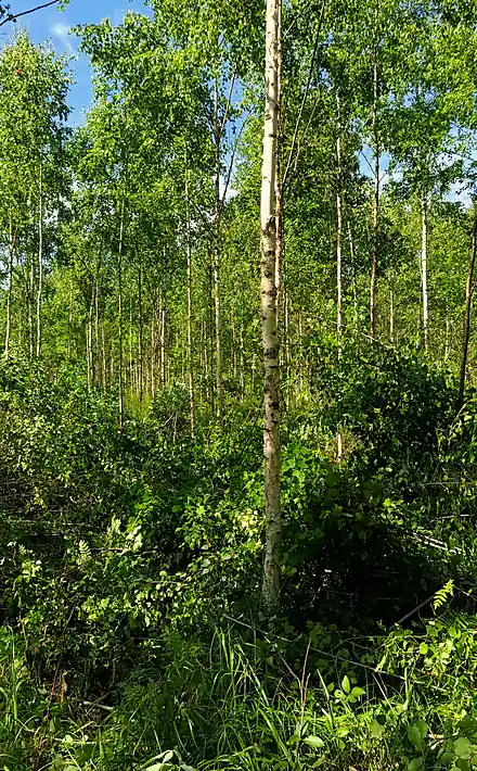 Telefonā uzņemta fotogrāfija ar aizaugušu bērzu jaunaudzi un krūmiem.